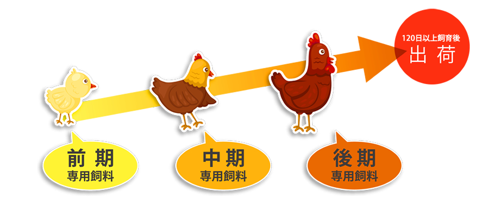 専用農場について 純系名古屋コーチンの南部食鶏